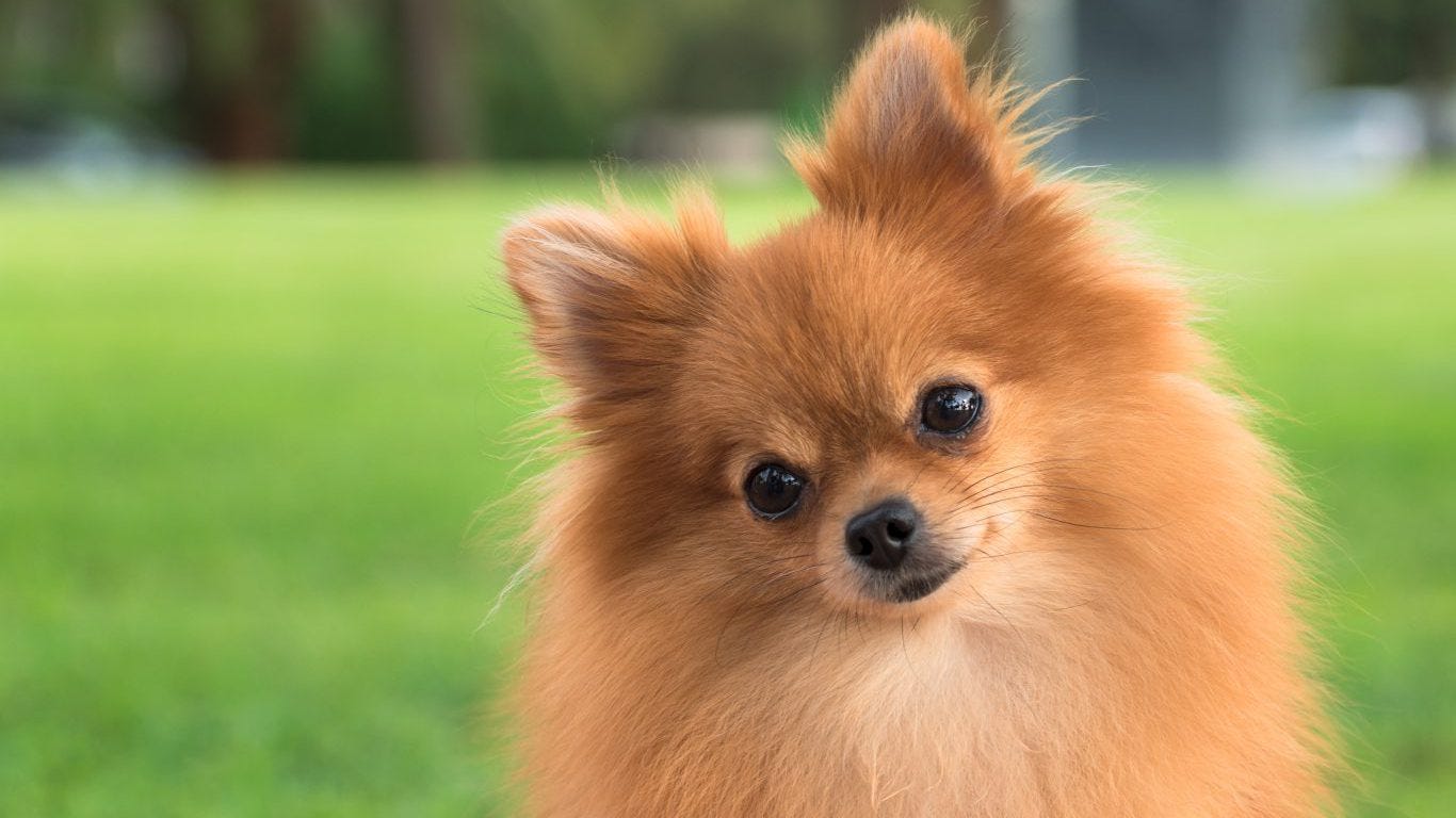 small dog breeds that never grow